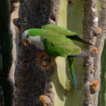 Cliff Parakeet (image by Leo Garrigues)