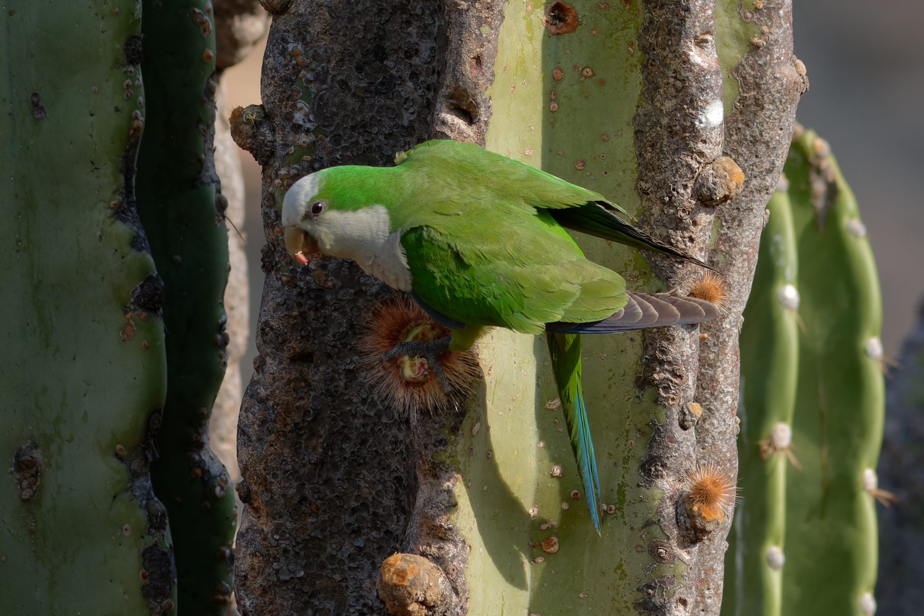 Cliff Parakeet (image by Leo Garrigues)