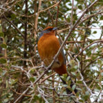 Cochabamba Mountain Finch (image by Leo Garrigues)