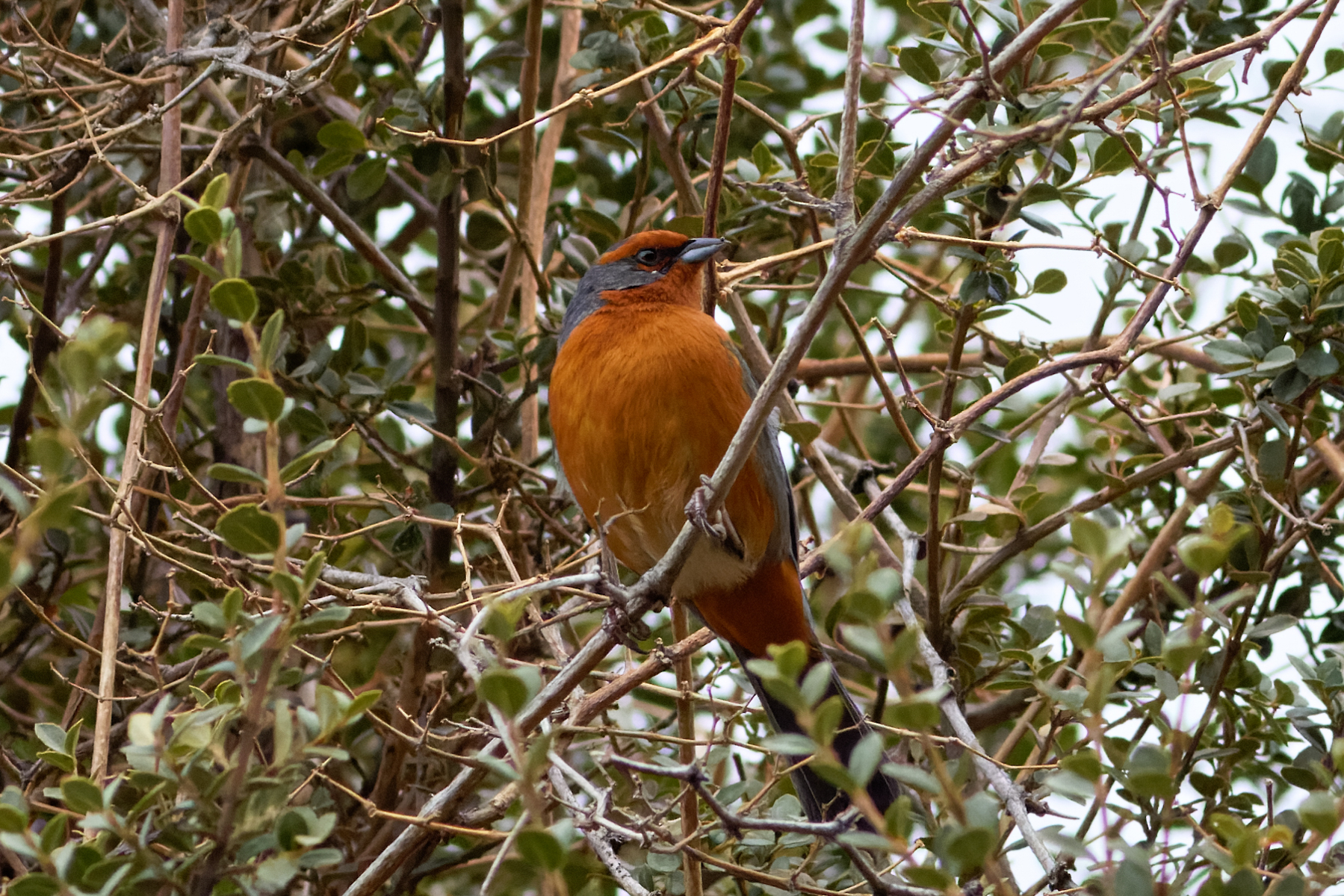 Cochabamba Mountain Finch (image by Leo Garrigues)
