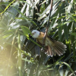 Collared Babbler (image by Dani Balla)