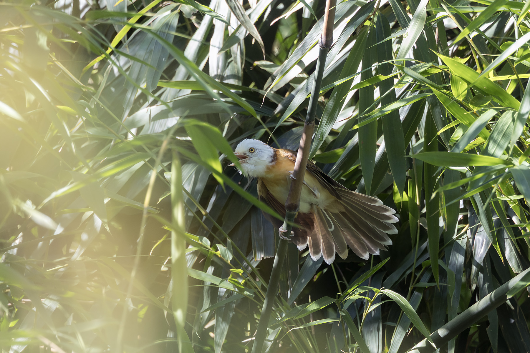 Collared Babbler (image by Dani Balla)