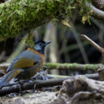 Collared Laughingthrush (image by Dani Balla)