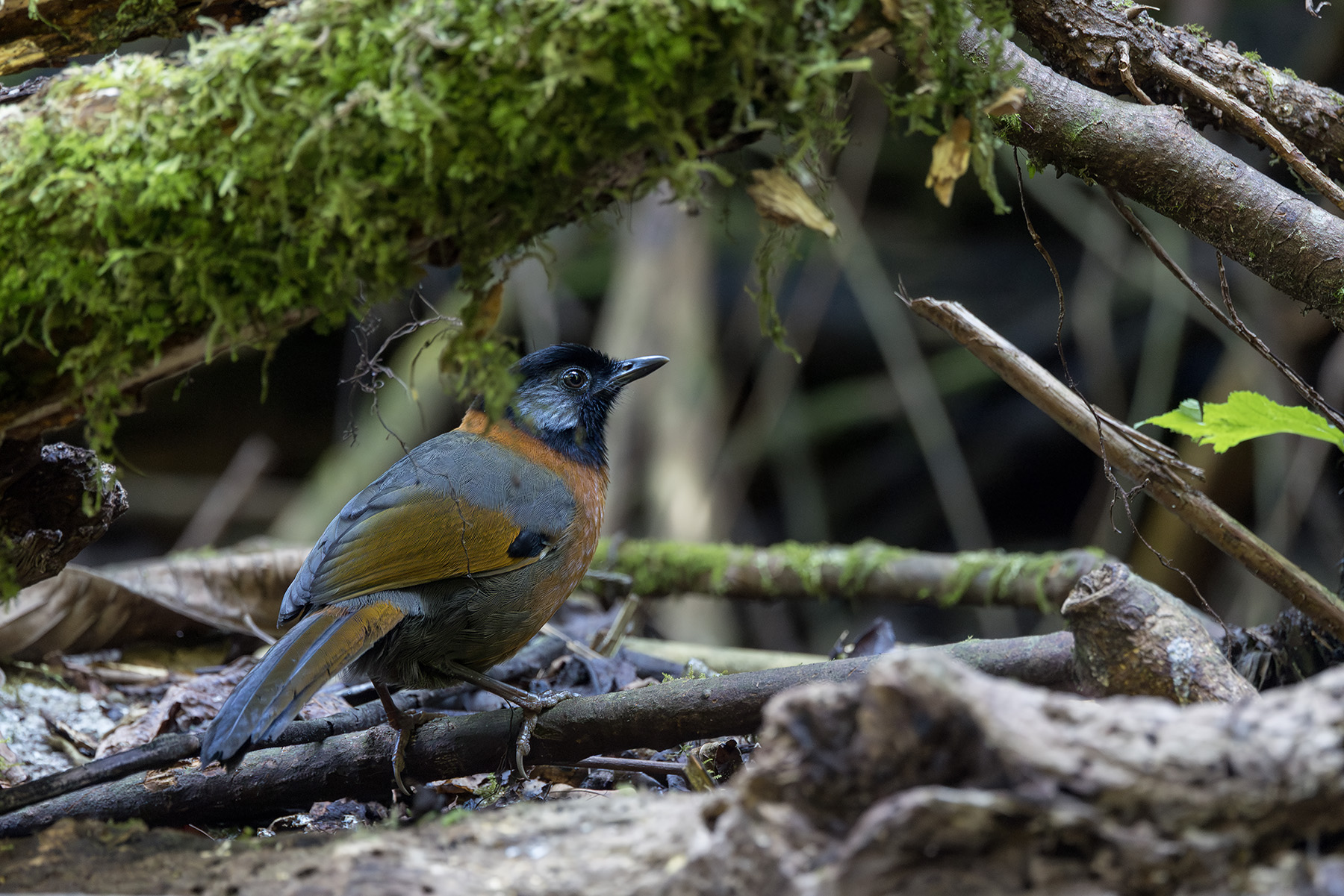 Collared Laughingthrush (image by Dani Balla)