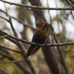 Coppery Metaltail (image by Leo Garrigues)