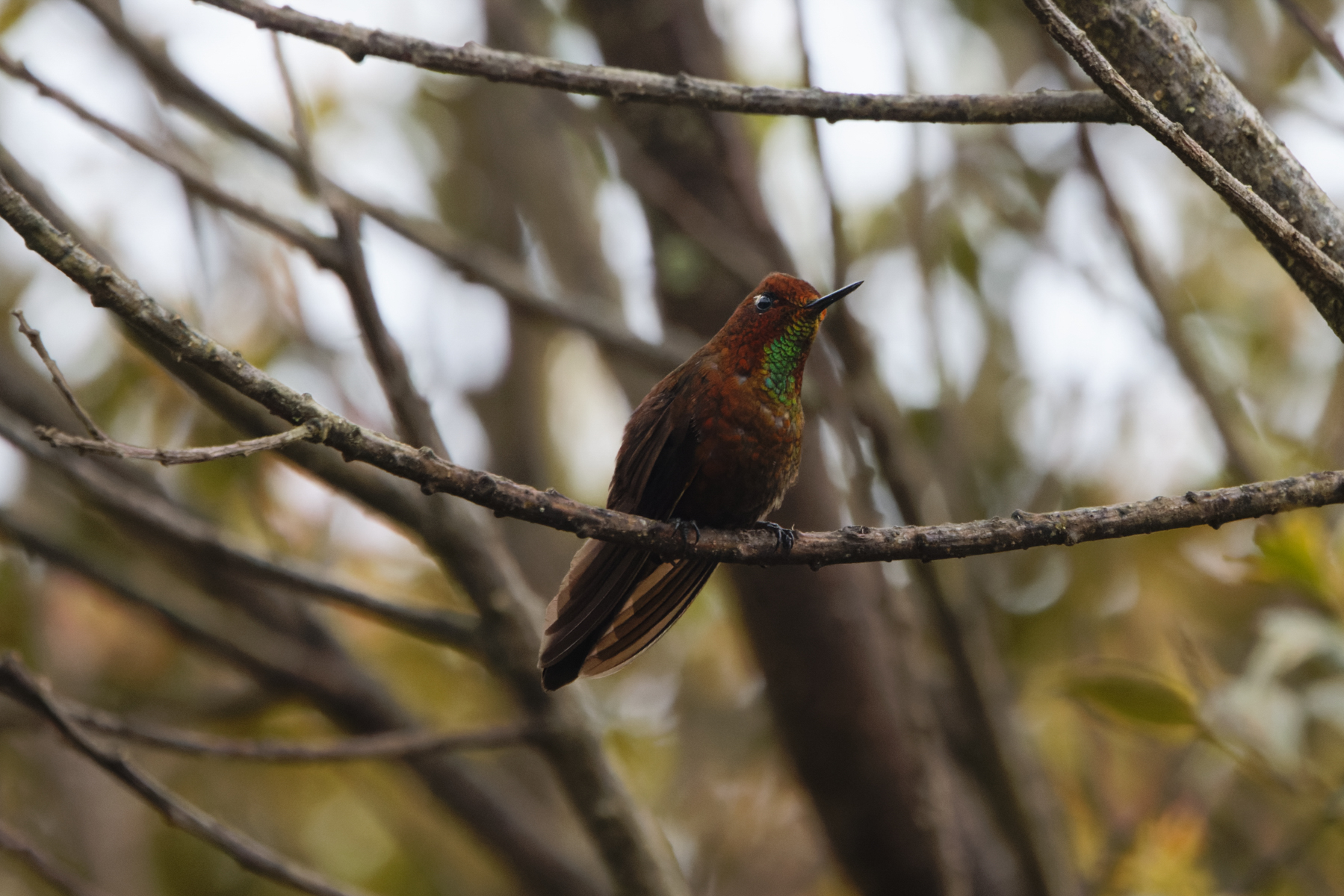 Coppery Metaltail (image by Leo Garrigues)