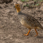Coqui Francolin (image by Nik Borrow)