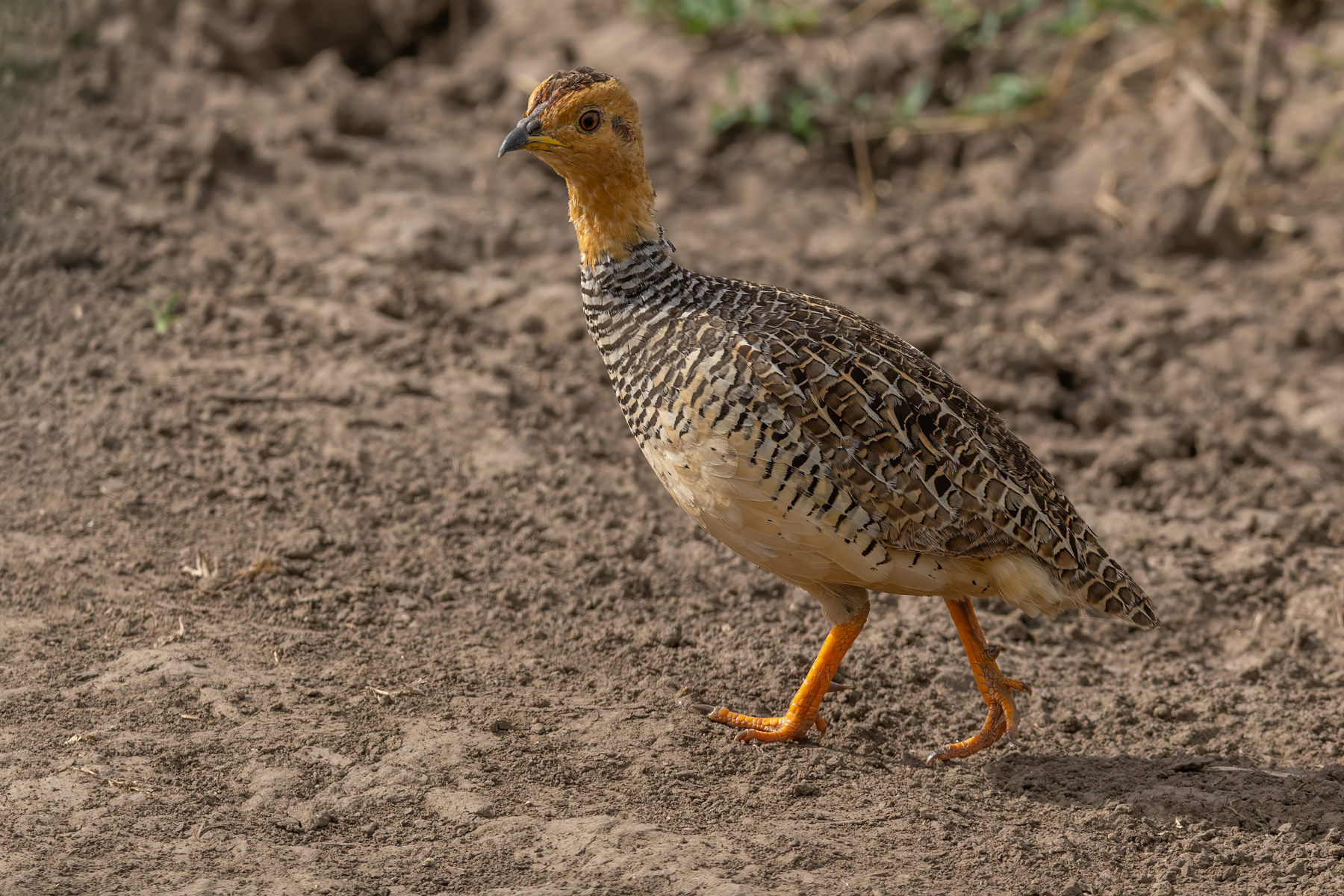 Coqui Francolin (image by Nik Borrow)