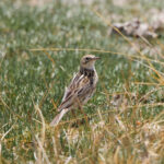 Correndera Pipit (image by Leo Garrigues)