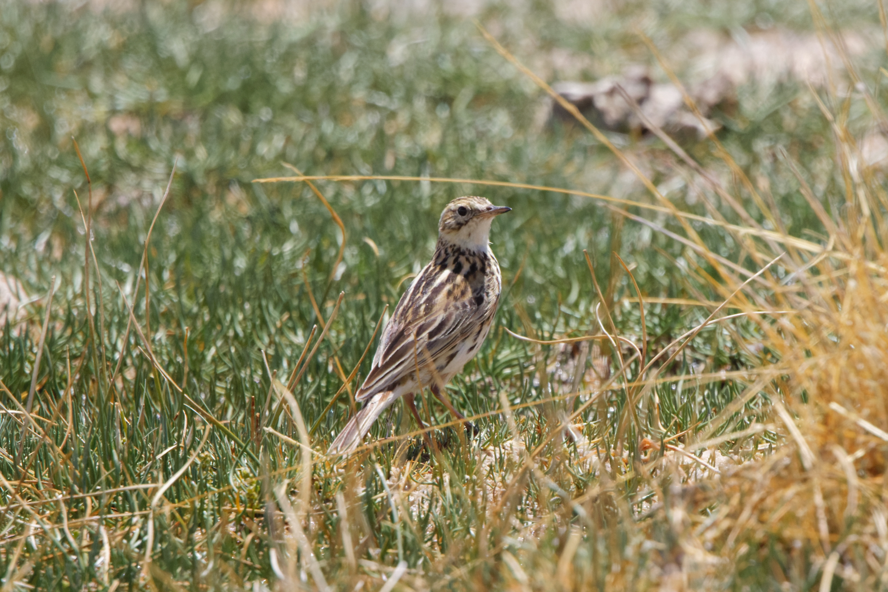 Correndera Pipit (image by Leo Garrigues)