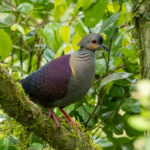 Crested Quail Dove (image by Eustace Barnes)