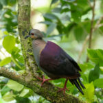 Crested Quail Dove (image by Eustace Barnes)