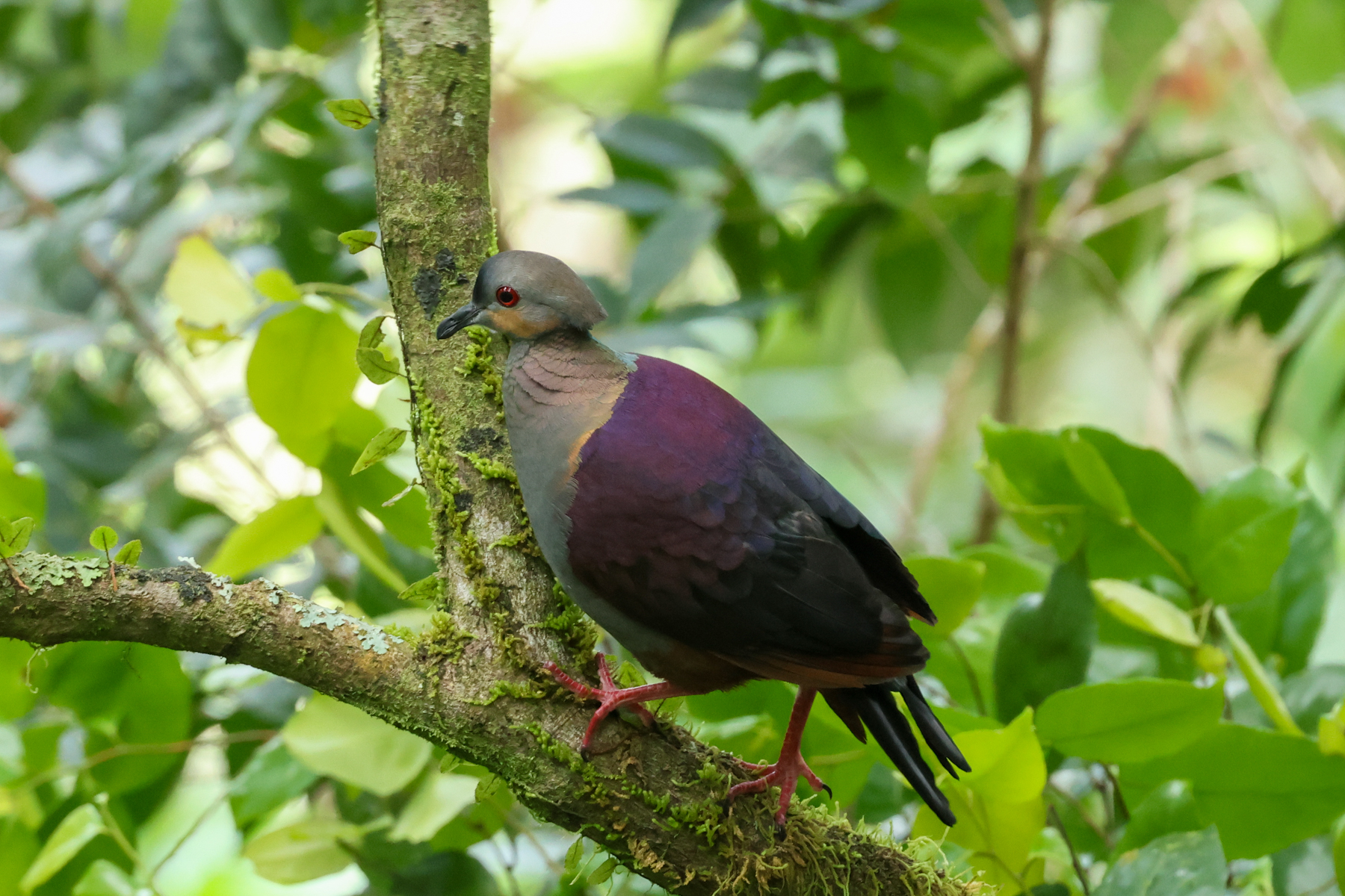 Crested Quail Dove (image by Eustace Barnes)