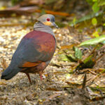 Crested Quail Dove (image by Eustace Barnes)