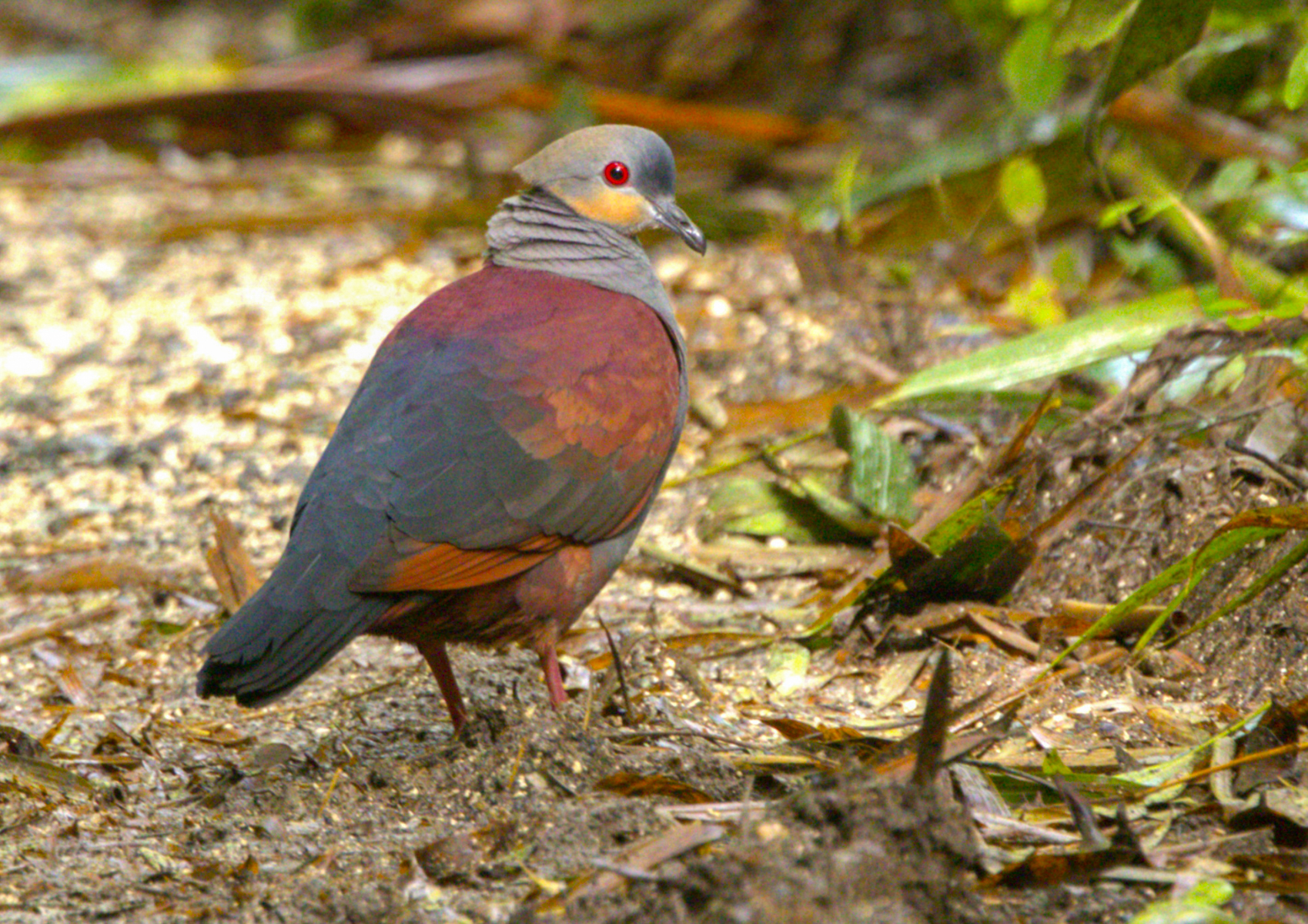 Crested Quail Dove (image by Eustace Barnes)
