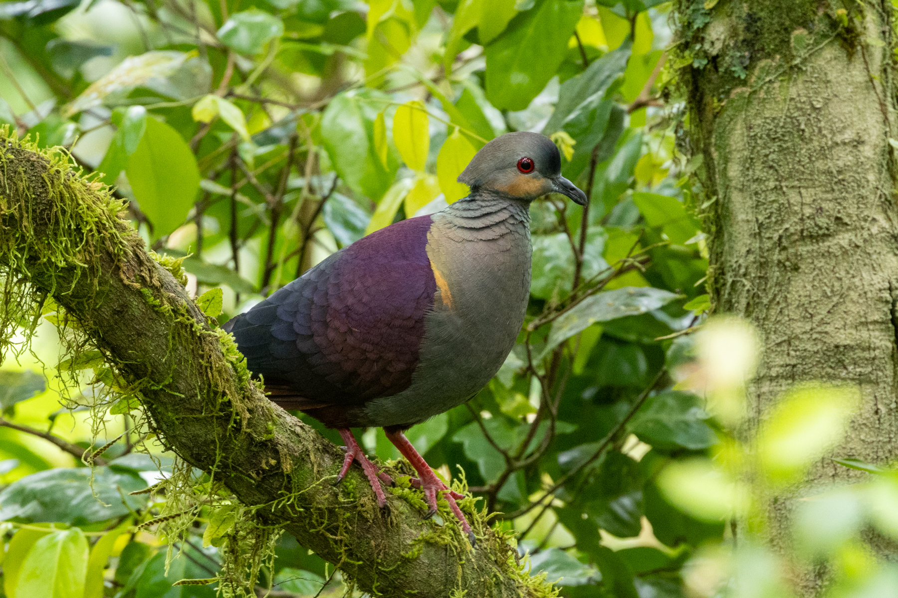 Crested Quail Dove (image by Eustace Barnes)