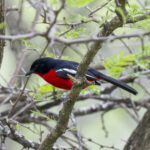 Crimson-breasted Shrike (image by Mark Beaman)