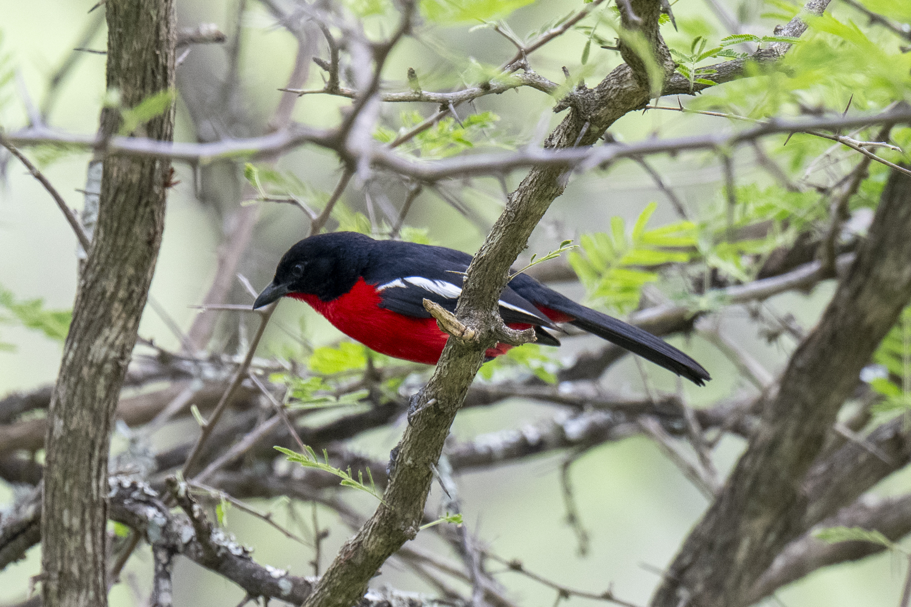 Crimson-breasted Shrike (image by Mark Beaman)