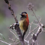 Crimson-mantled Woodpecker (image by Leo Garrigues)