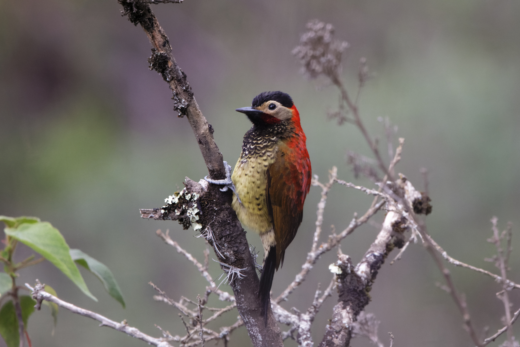 Crimson-mantled Woodpecker (image by Leo Garrigues)