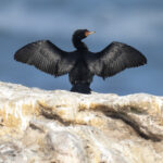 Crowned Cormorant (image by Mark Beaman)