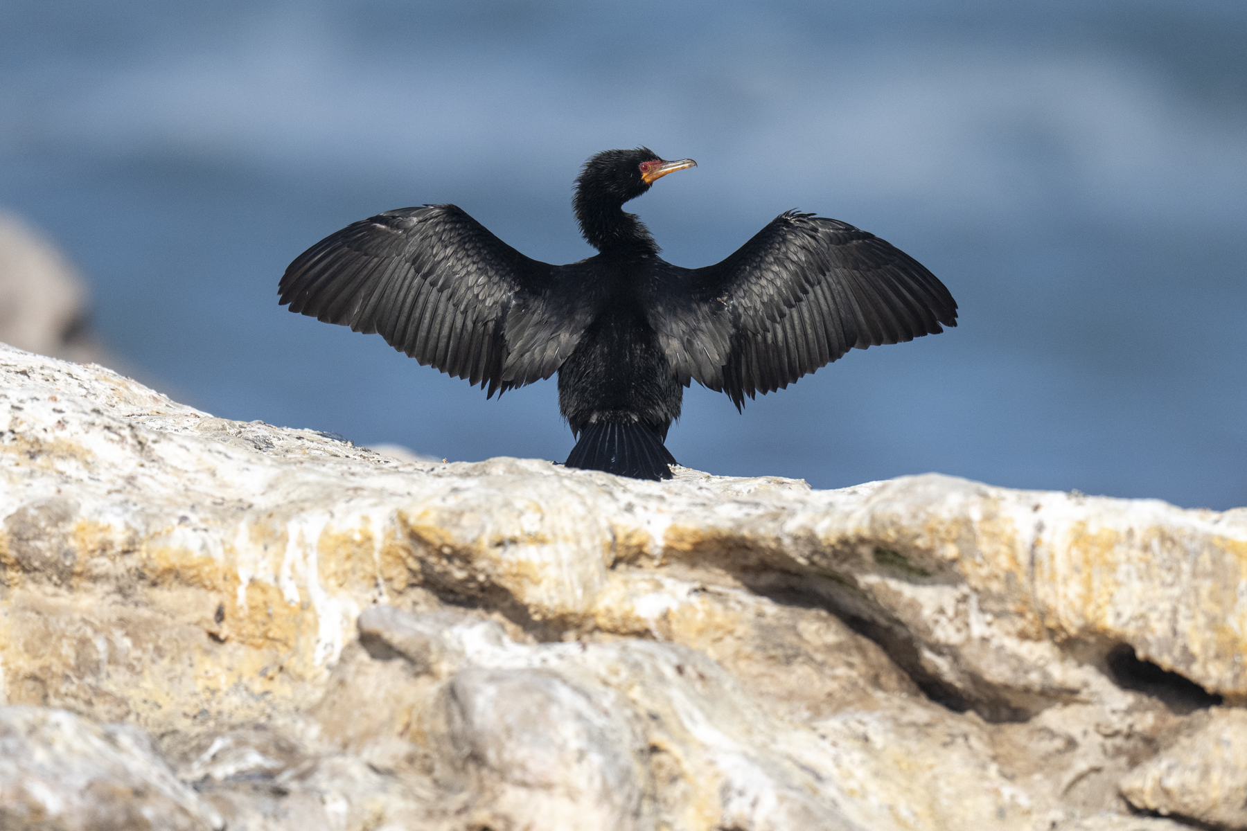Crowned Cormorant (image by Mark Beaman)