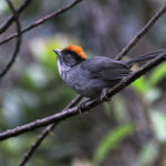 Cuzco Brushfinch (image by Leo Garrigues)