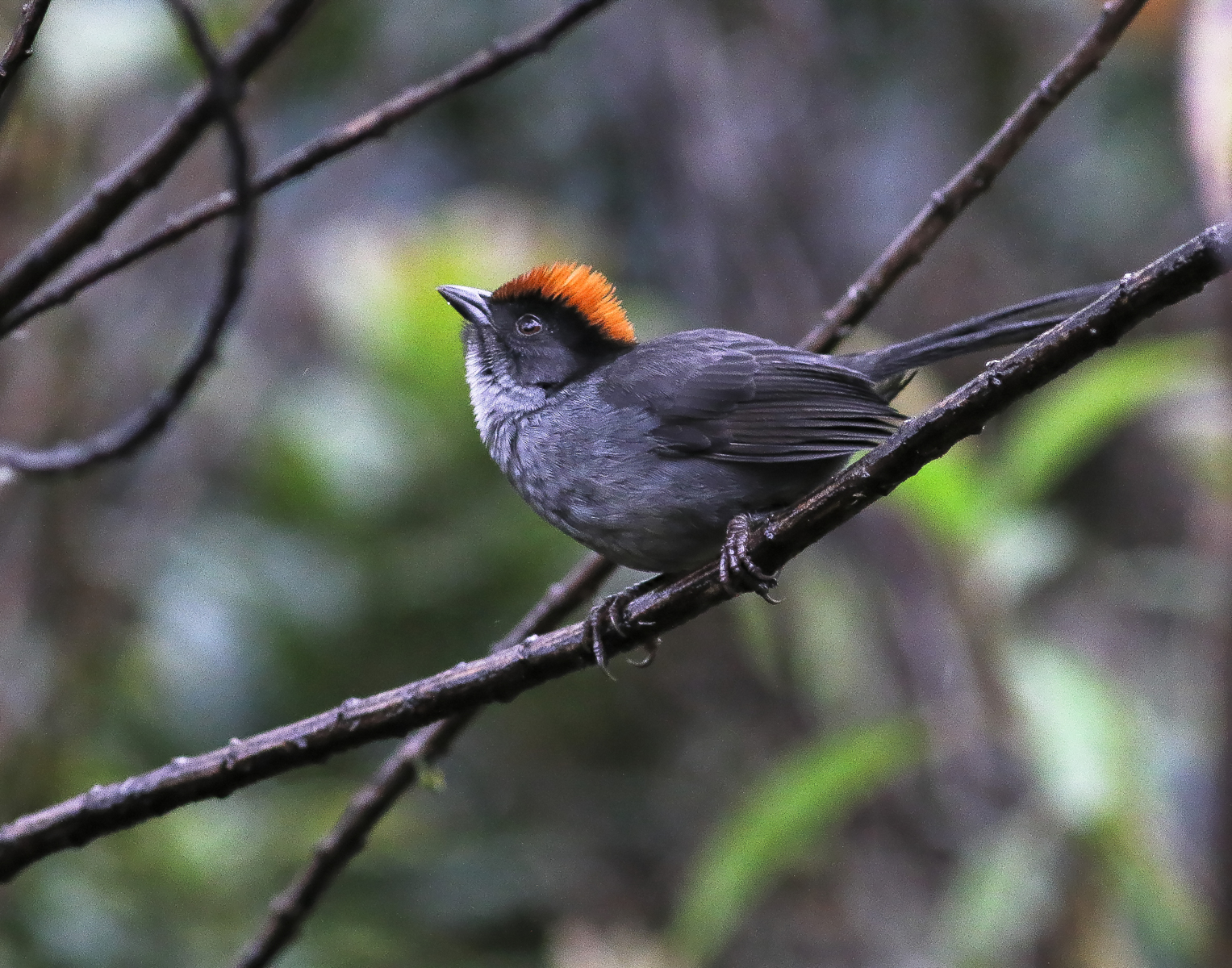 Cuzco Brushfinch (image by Leo Garrigues)