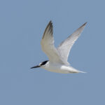 Damara Tern (image by Mark Beaman)