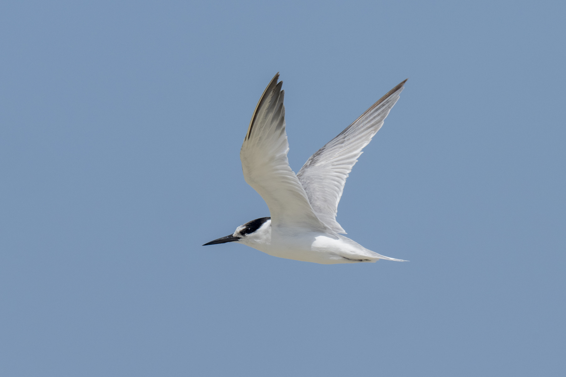 Damara Tern (image by Mark Beaman)