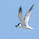 Damara Tern (image by Mark Beaman)