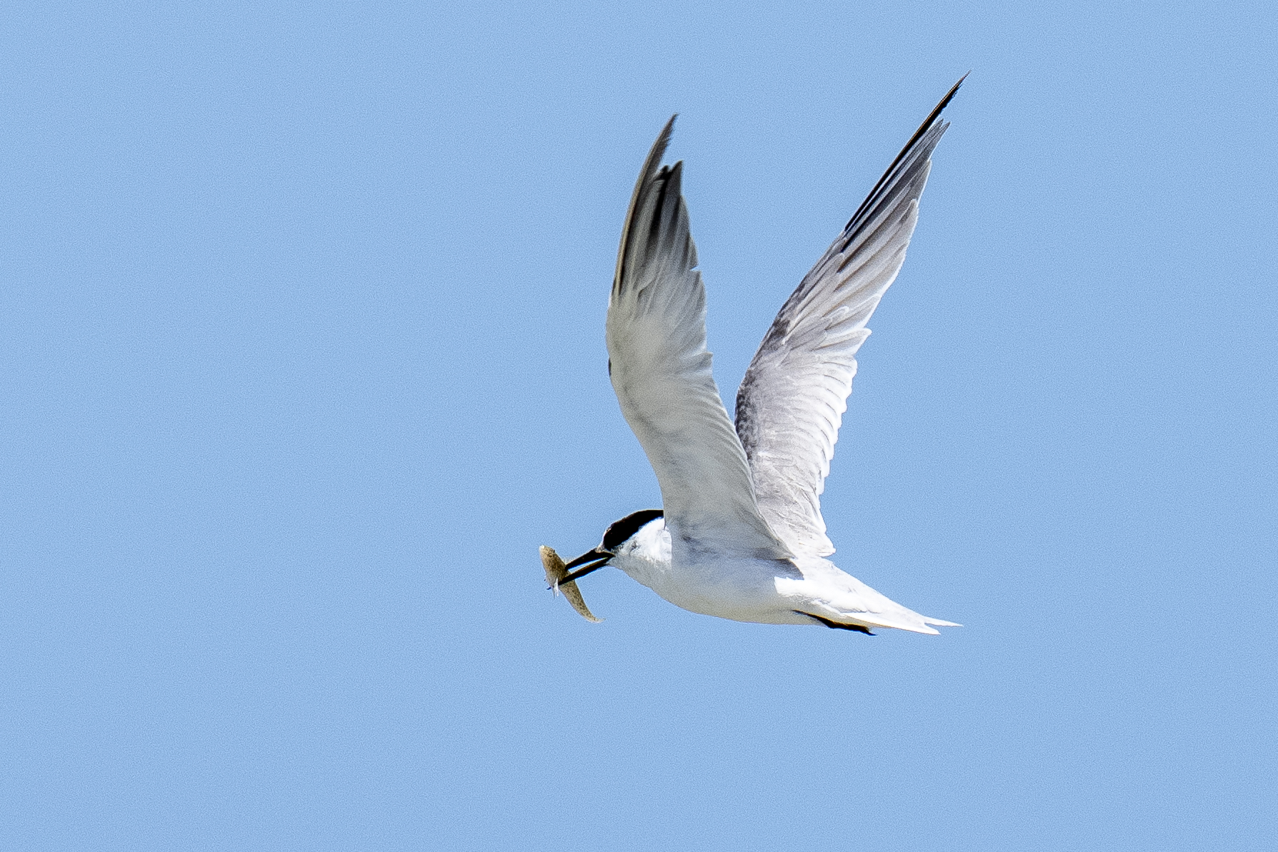 Damara Tern (image by Mark Beaman)