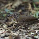 Dark-sided Thrush (image by Dani Balla)