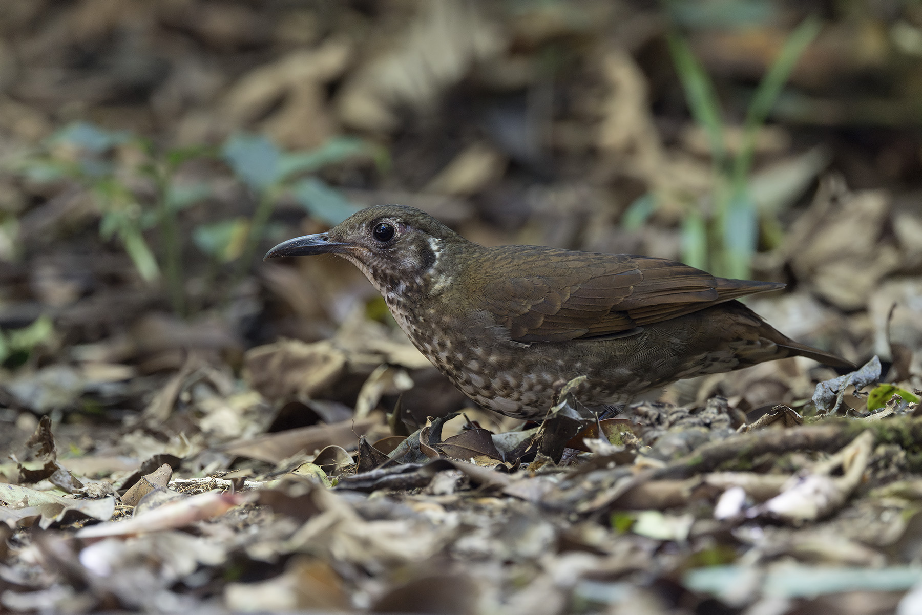 Dark-sided Thrush (image by Dani Balla)