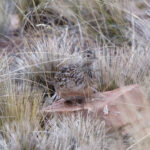 Darwin's Nothura (image by Leo Garrigues)