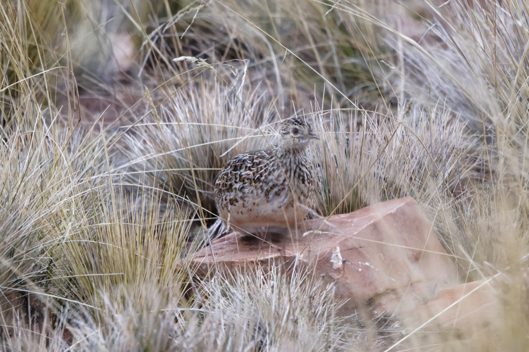 Darwin's Nothura (image by Leo Garrigues)