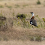 Denham's Bustard (image by Mark Beaman)