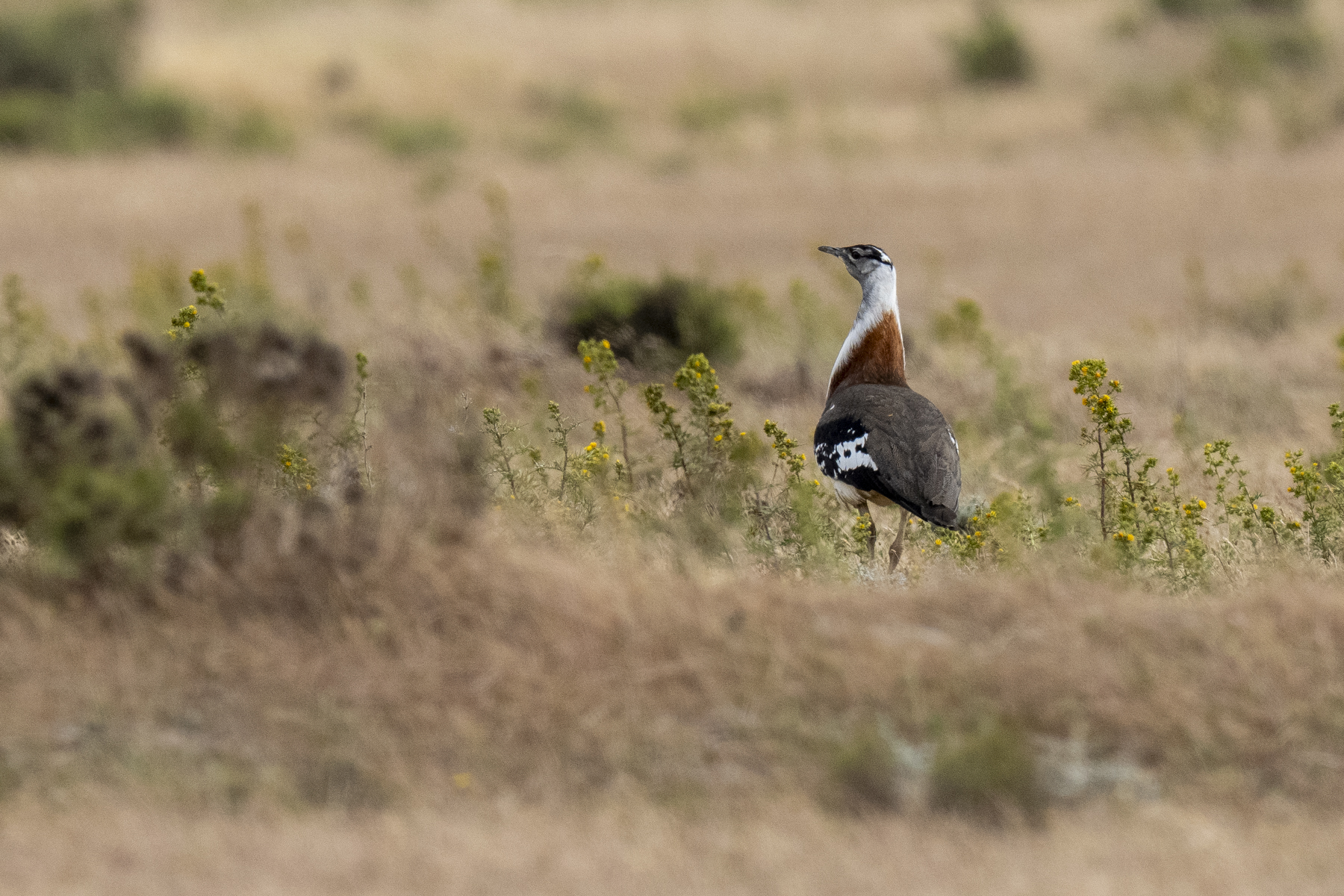 Denham's Bustard (image by Mark Beaman)