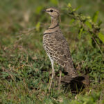 Double-banded Courser (image by Nik Borrow)