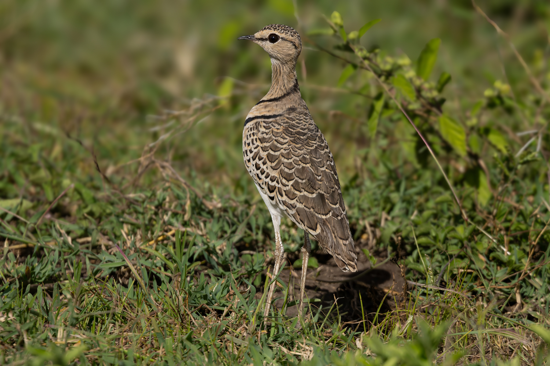 Double-banded Courser (image by Nik Borrow)