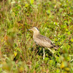 Double-striped Thick-knee (image by Eustace Barnes)