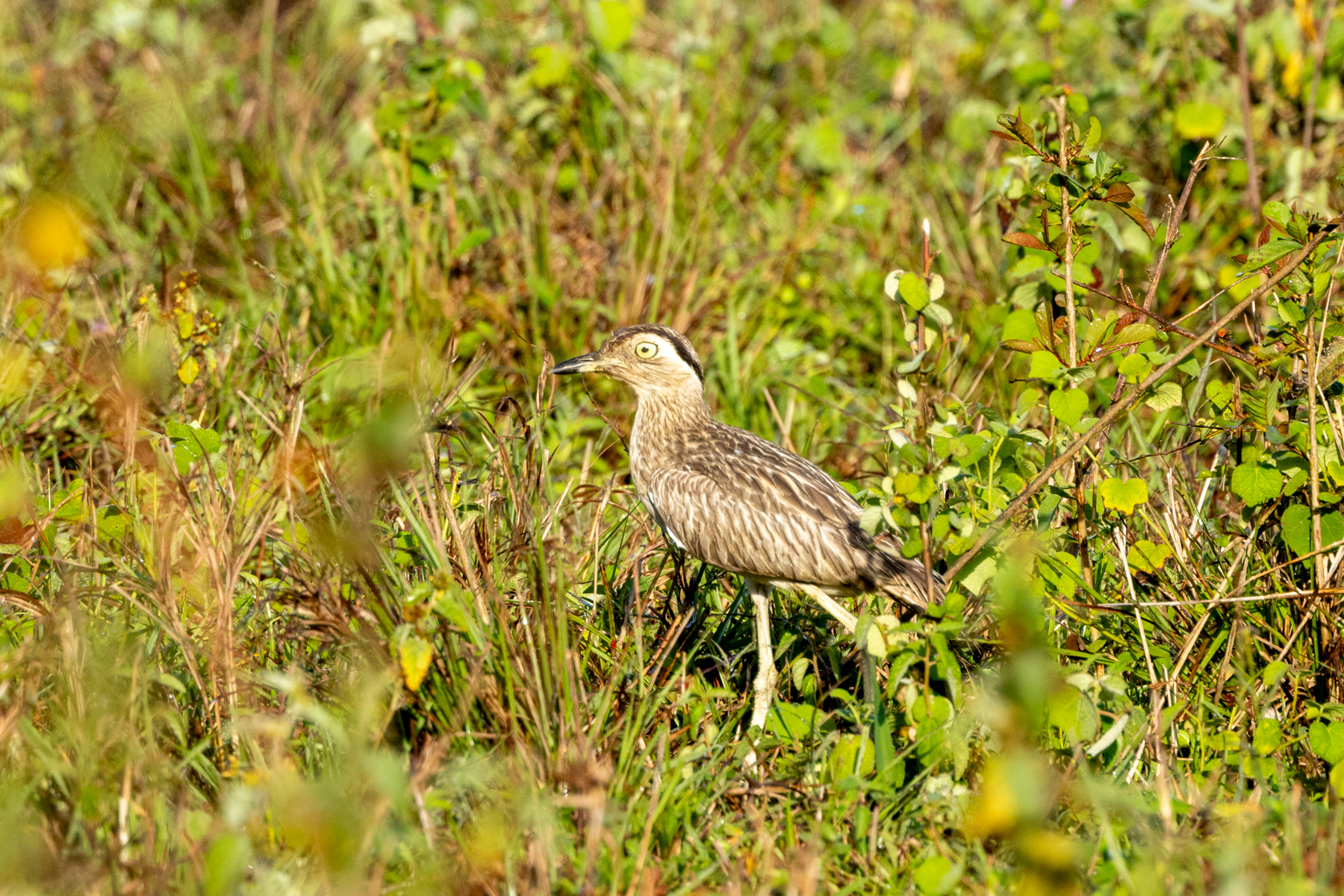 Double-striped Thick-knee (image by Eustace Barnes)