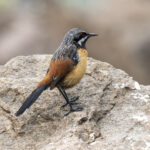 Drakensberg Rockjumper (image by Mark Beaman)