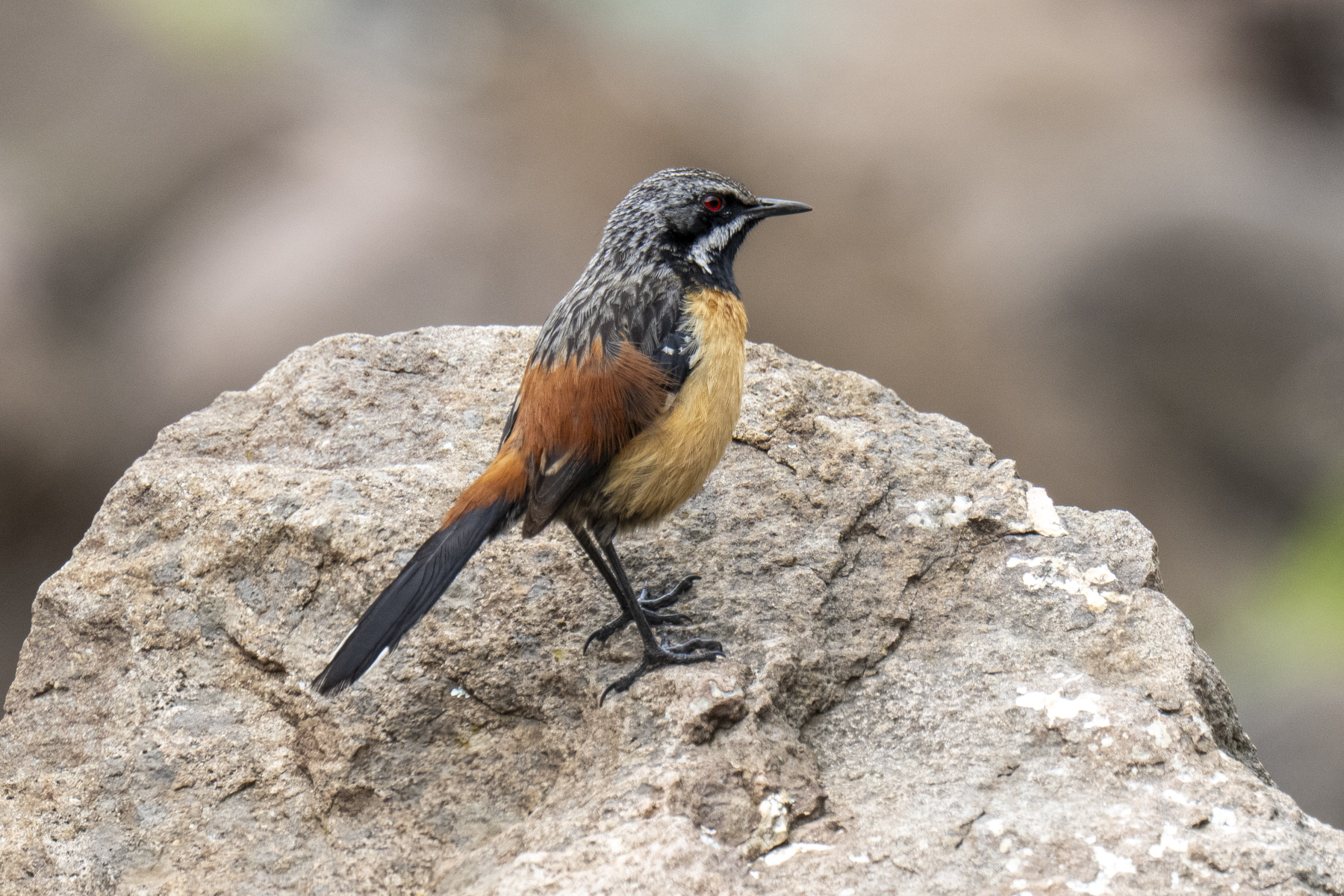Drakensberg Rockjumper (image by Mark Beaman)