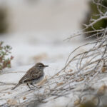 Dune Lark (form barlowi) (image by Mark Beaman)
