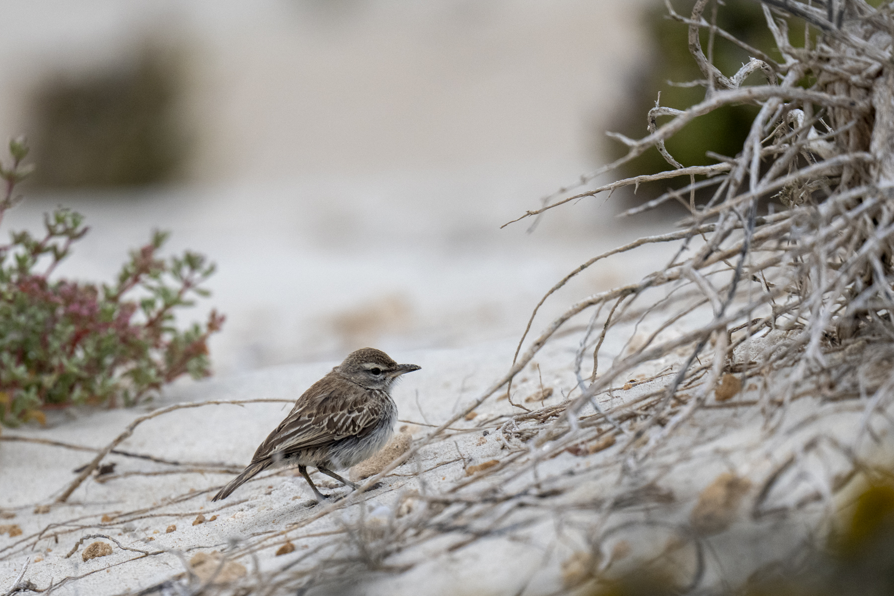 Dune Lark (form barlowi) (image by Mark Beaman)