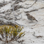 Dune Lark (form barlowi) (image by Mark Beaman)
