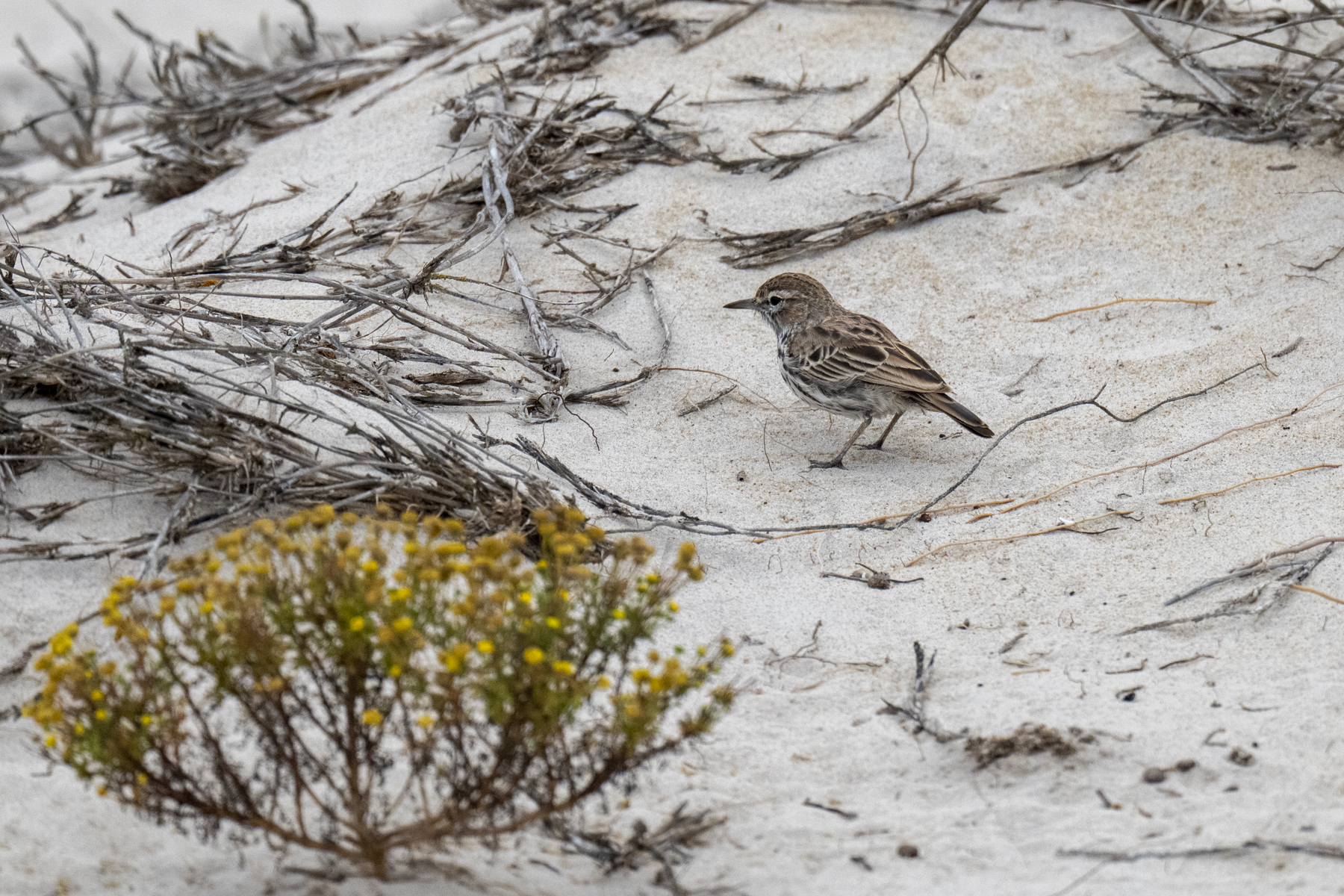 Dune Lark (form barlowi) (image by Mark Beaman)