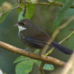 Eastern Chat-Tanager (image by Eustace Barnes)