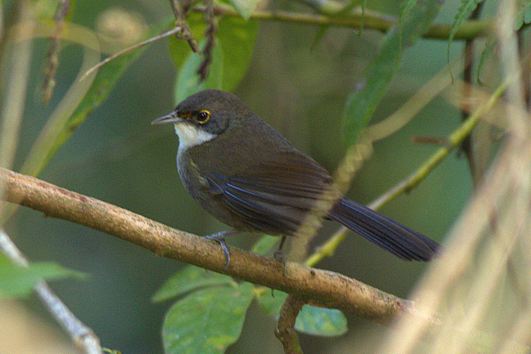 Eastern Chat-Tanager (image by Eustace Barnes)